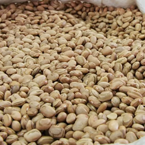 FEIJÃO/CEPEA: Exportações crescem com força no 1º semestre