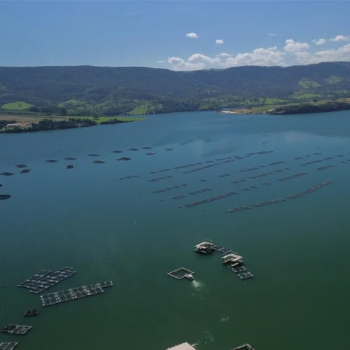 Fider Pescados reduz em 2% o consumo de água com modelo sustentável de produção de tilápia