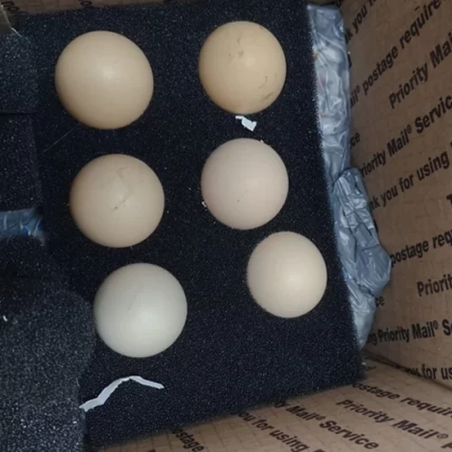 Vigiagro retém ovos in natura enviados por remessa postal dos EUA sem autorização