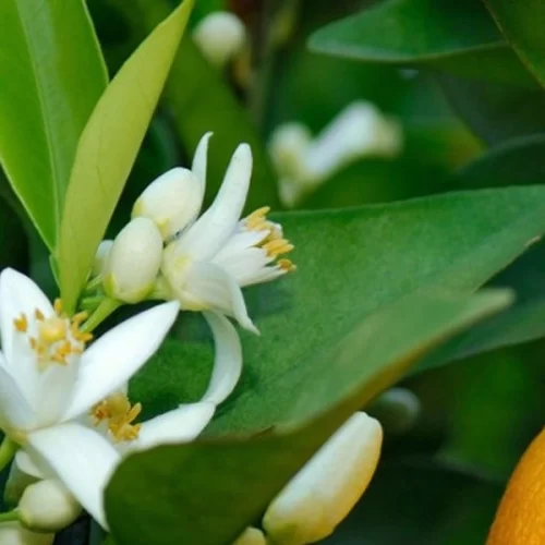 CITROS/CEPEA: Agentes esperam mais chuvas para uma boa florada