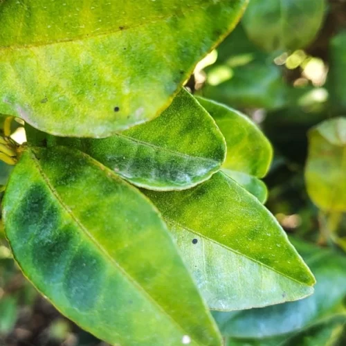 Secretaria de Agricultura abre chamamento público para colaboração no combate ao Greening