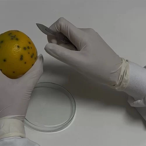 Fundecitrus identifica resistência parcial do fungo da pinta preta às estrobilurinas