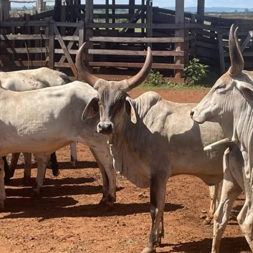 Gado Guzerá ganha programa de melhoramento genético da Secretaria de Agricultura de São Paulo
