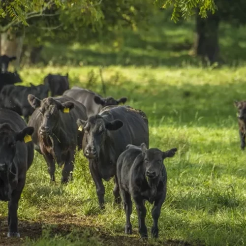 Indústria da carne reage após Trump defender importações da Argentina