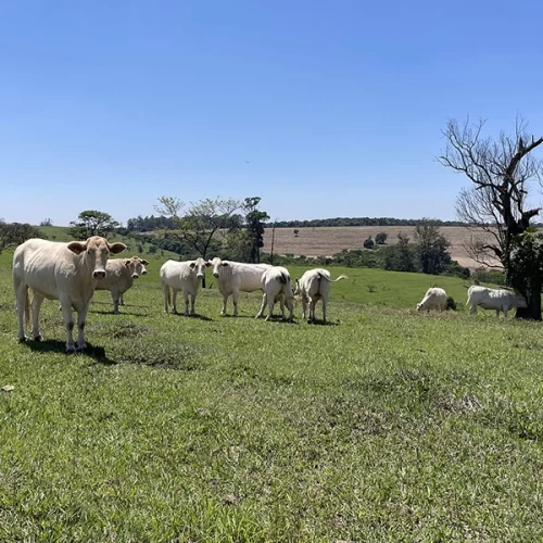 Estudo revela caminhos para aumentar a produtividade da pecuária sem abrir novas áreas
