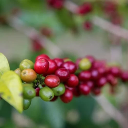 SP inclui café no Programa Paulista da Agricultura de Interesse Social (PPAIS)