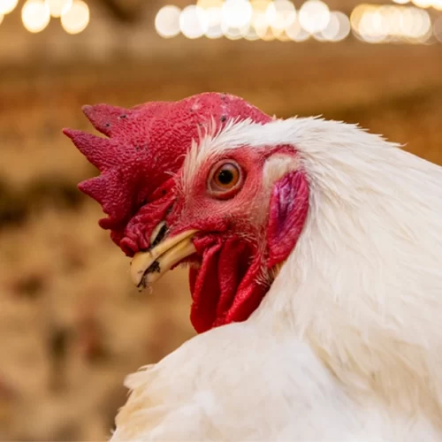 Investimento de R$ 83,5 milhões fortalecerá o Sistema Unificado de Atenção à Sanidade Agropecuária