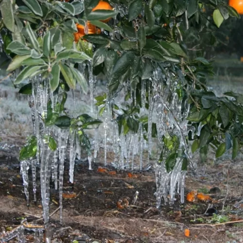 CITROS/CEPEA: Clima frio na Flórida deve prejudicar pomares de laranja
