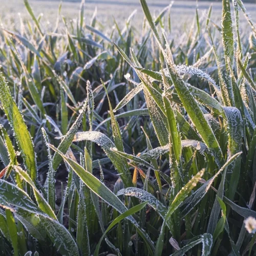 Ondas de frio exigem preparo extra e tecnologia de manejo no campo