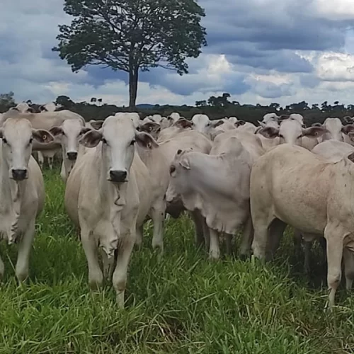 Novo indutor de ovulação aumenta em até 9% a taxa de prenhez em vacas