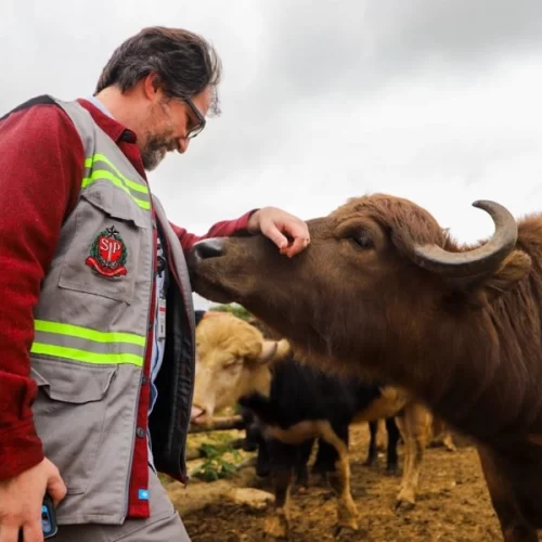 Governo de SP acompanha transferência e garante bem-estar de búfalos encontrados às margens do Rio Pinheiros em São Paulo
