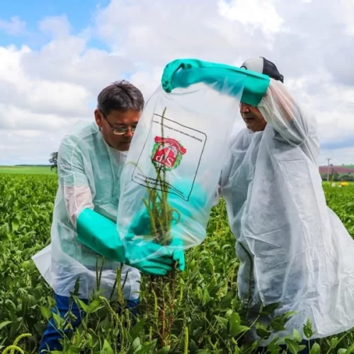 Governo de SP institui plano para erradicação do caruru-gigante e reforça atuação integrada no enfrentamento da praga