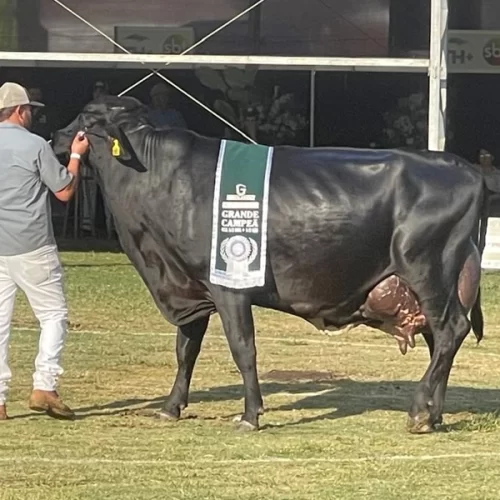 Julgamento de gado leiteiro movimenta a 62ª Expo de Rio Preto e valoriza a genética da produção regional
