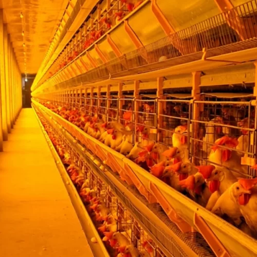 Avicultura – São Paulo segue alerta para prevenção da Influenza Aviária após caso positivo em granja de produção no Rio Grande do Sul