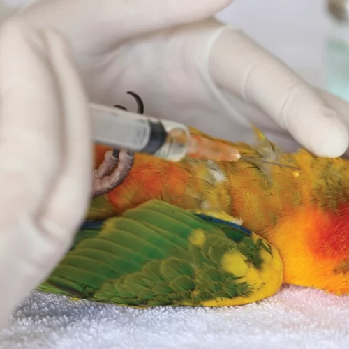 Alerta à Avicultura Paulista: Casos de Gripe Aviária em Aves Domésticas
