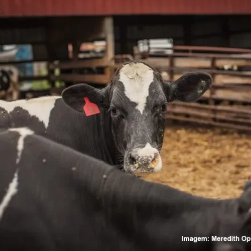 Gripe aviária detectada em gado leiteiro no centro de Nebraska