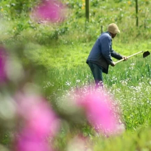 São Paulo se aproxima de mil mulheres beneficiadas com crédito rural exclusivo para produtoras