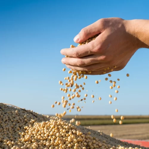 Produção agrícola nacional posiciona o Brasil entre os principais produtores e exportadores de alimentos do mundo