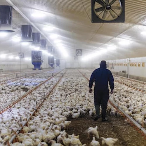 Custo de produção de aves tem nova alta, de suínos sobe em janeiro