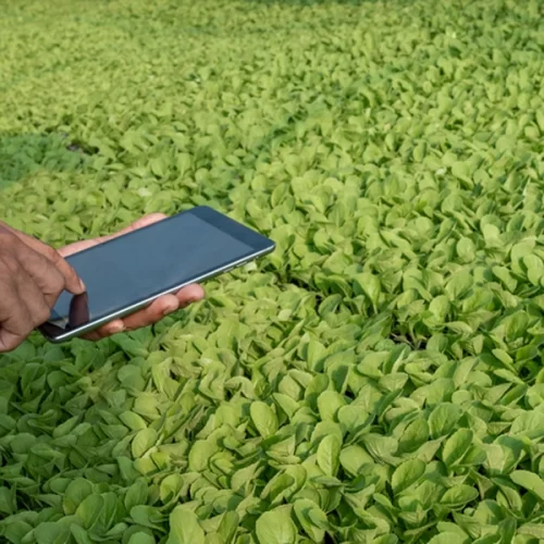 Mapa e MRE criam Grupo de Trabalho para elaboração de Programa de Investimento Agropecuário entre o Brasil e Angola