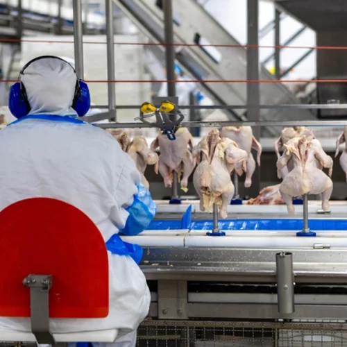 Desempenho do frango abatido na 39ª semana de 2025, quarta do mês de setembro