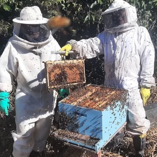 São Paulo conquista sua 10ª indicação geográfica: mel do Vale do Paraíba