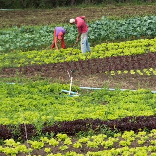 Crédito rural em São Paulo tem recuo de 21,7% em relação à safra anterior