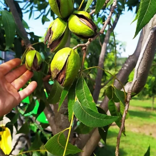 IBPecan promove live sobre impactos da Reforma Tributária no agronegócio