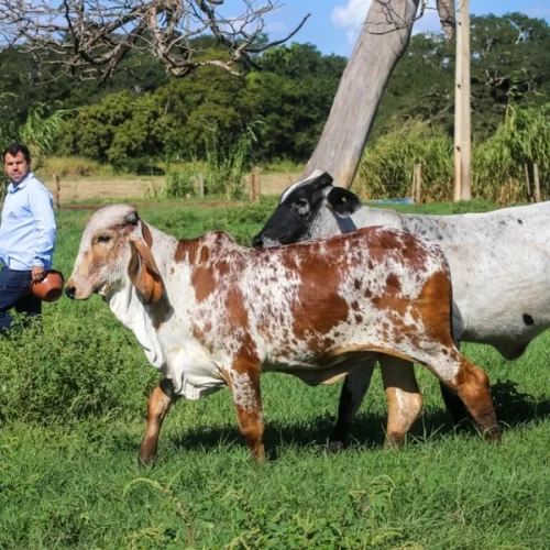 ITESP impulsiona melhoramento genético do gado leiteiro
