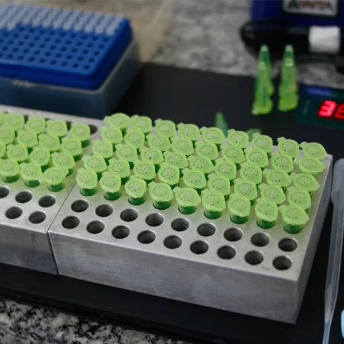 ARTIGO – PECUÁRIA: O papel da fertilidade na Inseminação Artificial