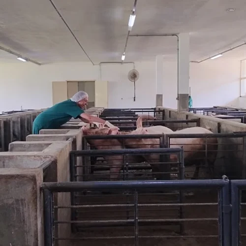 Instituto de Zootecnia destaca protagonismo paulista nos 60 anos da zootecnia no Brasil 
