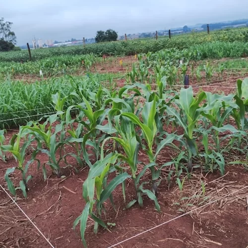 Instituto de Zootecnia avalia desempenho de cultivares e aplicação de novas tecnologias no enfrentamento às mudanças climáticas