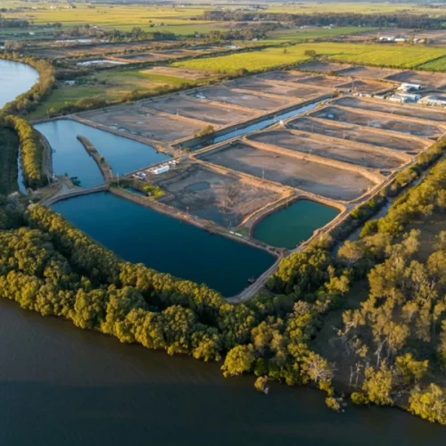 Dia Mundial da Aquicultura: o papel do Instituto de Pesca no desenvolvimento sustentável da atividade
