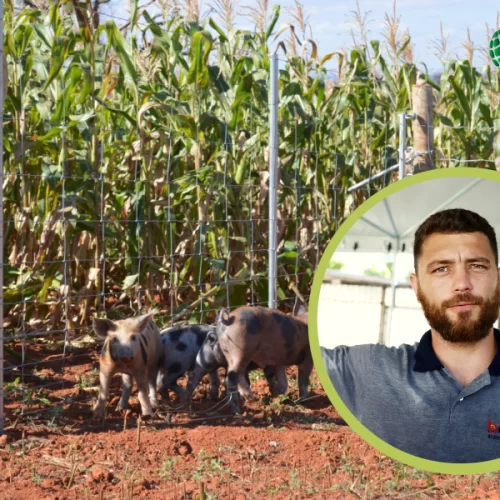 Invasões silenciosas elevam prejuízos no campo e reforçam necessidade de cercamento eficiente