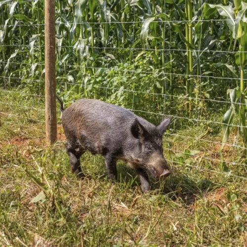 Cercamento eficiente para milho é aliado da produtividade na safrinha de 2026 