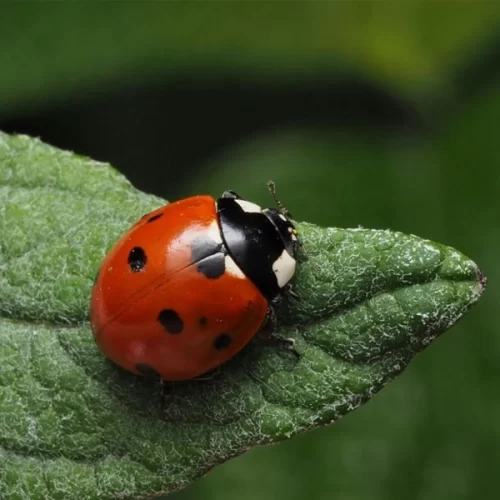 Pequenas guardiãs: joaninhas atuam contra pragas agrícolas e protegem plantações em SP