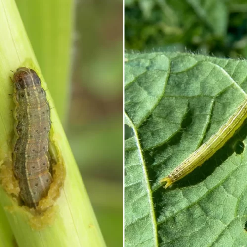 Lagartas podem reduzir em até 40% a produtividade de milho e soja; manejo antecipado é decisivo na safra 2025/26