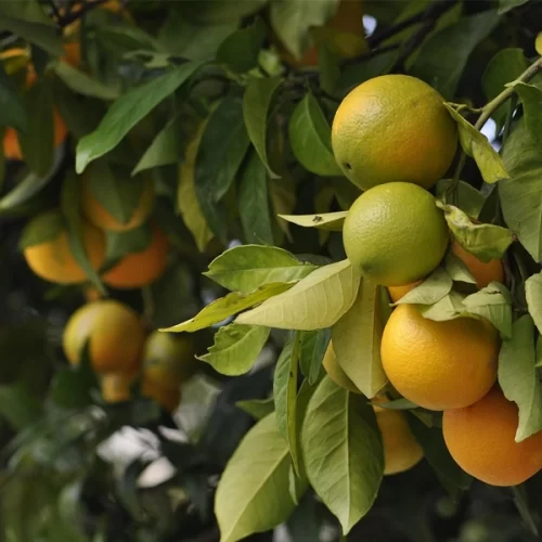 CITROS/CEPEA: Oferta de frutas precoces mantém preço em queda