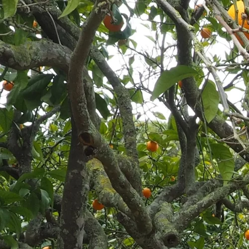 CITROS/CEPEA: Baixa qualidade da fruta limita compras da indústria