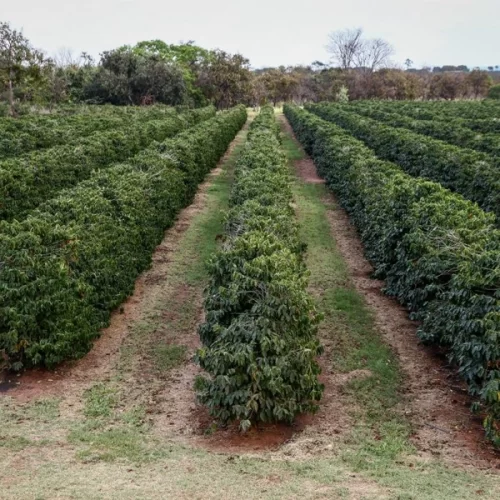 Boletins da Secretaria de Agricultura para o início de 2026 apontam chuvas até abril e orientam manejo do solo com cuidados redobrados