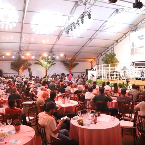 Leilão de gado de mulheres criadoras movimenta R$ 1,8 milhão