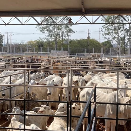 Leilão de gado de corte abre programação de arremates na EXPO Rio Preto