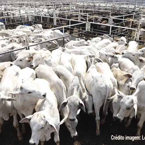 EXPO Rio Preto terá leilões inéditos com animais de alta performance e genética de touros de pulo