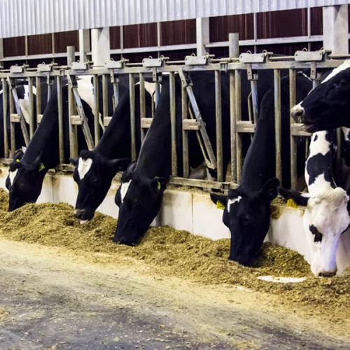 Leite brasileiro emite menos da metade do carbono que a média mundial, revela estudo inédito da Cargill, USP e Embrapa