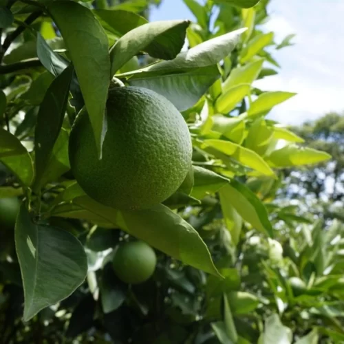Pesquisa do IAC mostra que a produção e o porte da lima-ácida ‘Tahiti’ são diretamente influenciados pelo porta-enxerto