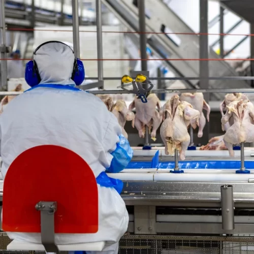 Avicultura brasileira já exportou mais de US$ 5,4 bilhões em 2025