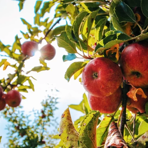 Mapa institui Plano Nacional de Prevenção e Vigilância de Cydia pomonella
