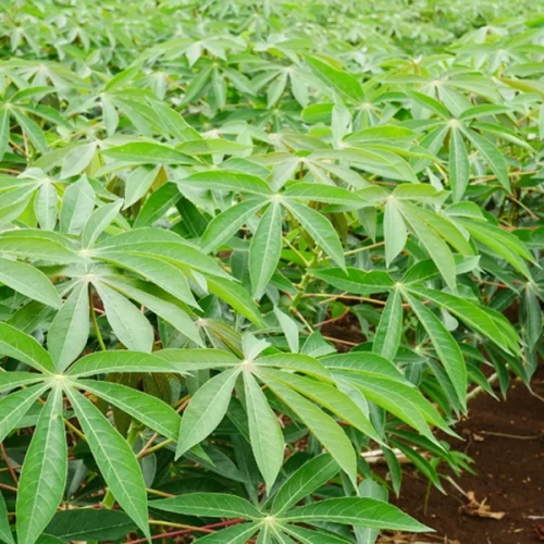 Portaria atualiza lista de pragas quarentenárias presentes no Brasil