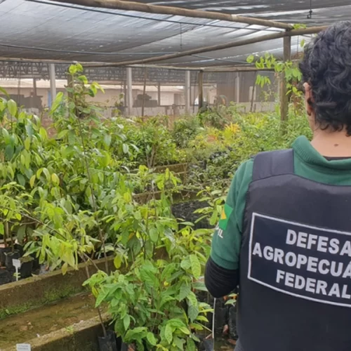 Mapa realiza operação de combate ao trânsito irregular de sementes e mudas em São Paulo