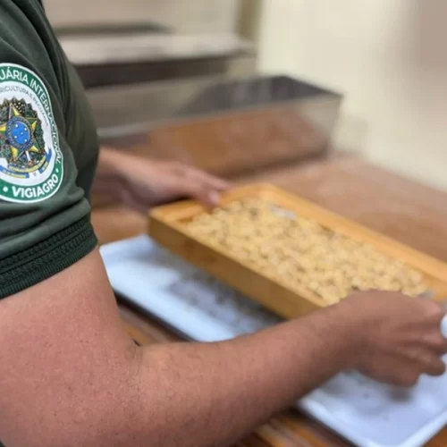 Mapa realiza visita no Amazonas para avaliação de procedimentos de certificação de exportação de grãos